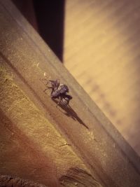 High angle view of housefly on wood