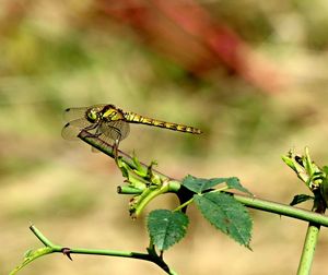 Close-up of dragonfly