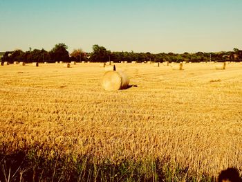 Bales of hay in a field in summer 