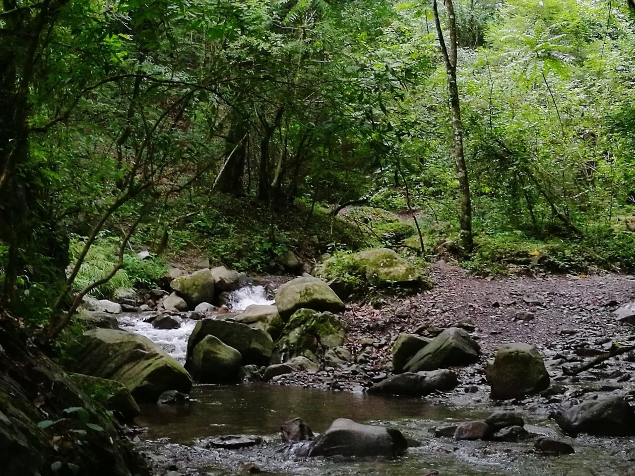 STREAM FLOWING THROUGH FOREST