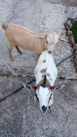 High angle view of dog on footpath