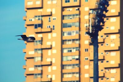 Seagull flying against residential building