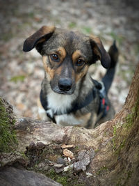 Close-up portrait of dog