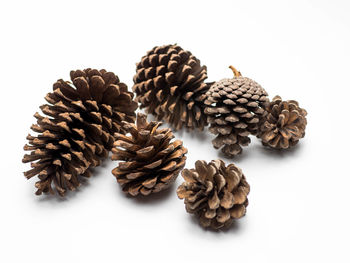 Close-up of pine cone against white background