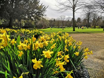 Yellow flowering plants in park