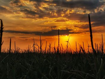 Plants growing on field against sky during sunset