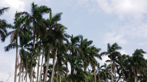 Low angle view of coconut palm trees against sky