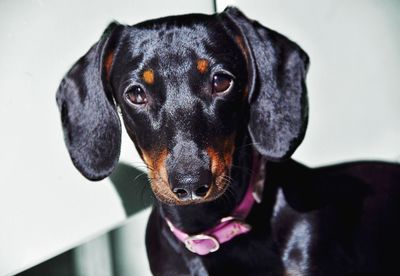 Close-up of a dog