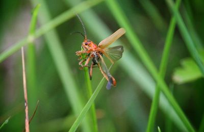 Close-up of insect