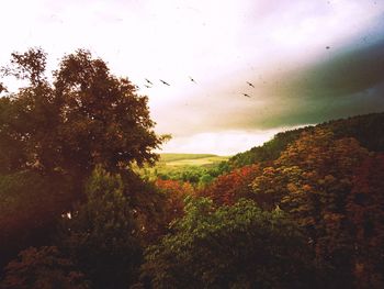 Trees against sky