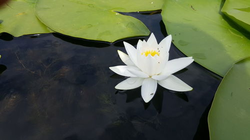 Water lily in lake