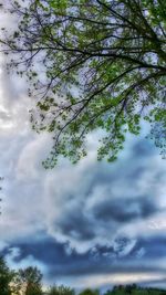 Low angle view of trees against sky