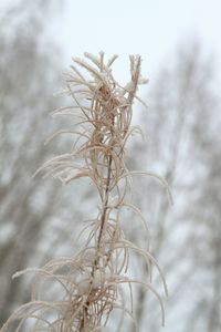 Close-up of plant against blurred background