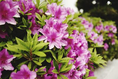 Close-up of pink flowers blooming outdoors