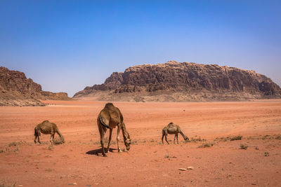 Horse in desert against clear sky