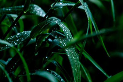 Close-up of wet plant during rainy season