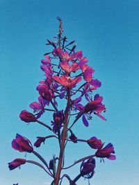 Low angle view of pink flowering plant against clear blue sky