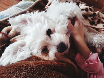 Close-up of a dog lying down