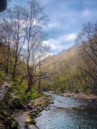 River flowing amidst trees in forest against sky