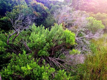 Trees in forest