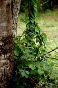 Close-up of tree trunk