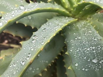 Close-up of raindrops on leaves