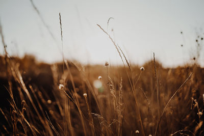 Close-up of wet grass on field