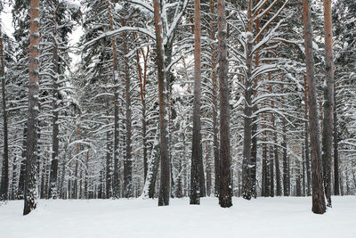Pine trees in snow covered forest