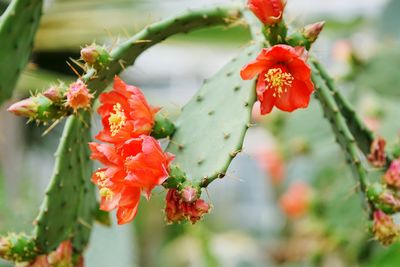 Close-up of red flowering plant