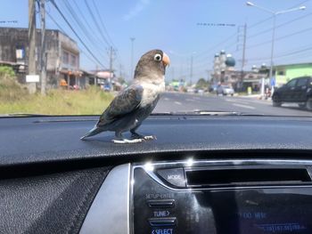 Bird in a car