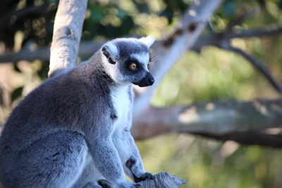 Close-up of a lemur looking away