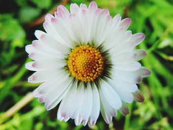 Close-up of white daisy flower in park