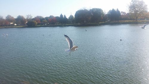 Birds flying over lake