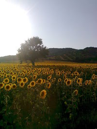 Scenic view of field against clear sky during sunset