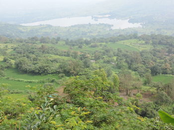 Scenic view of forest against sky