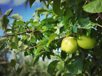 Close-up of apples growing on tree