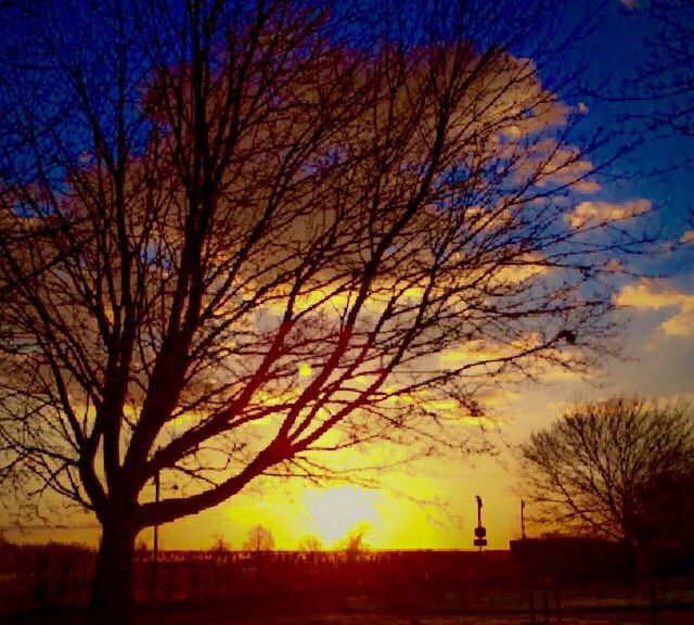 sunset, silhouette, bare tree, tree, orange color, scenics, tranquil scene, tranquility, beauty in nature, sky, branch, nature, idyllic, sun, landscape, field, outdoors, dusk, no people, majestic