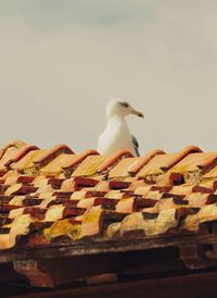 Low angle view of bird perching outdoors