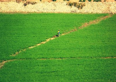 Scenic view of agricultural field