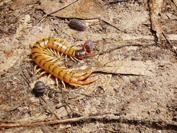 High angle view of insect on land