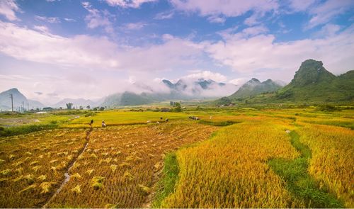 Scenic view of agricultural field against sky