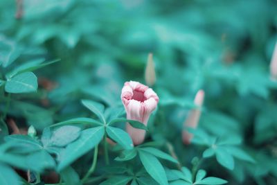 Close-up of pink flower blooming outdoors