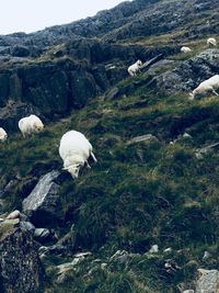 View of sheep on rock