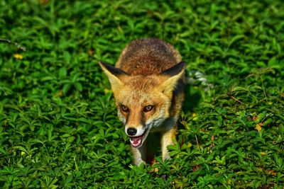 Portrait of a fox on field