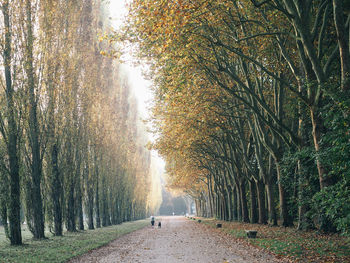 Road amidst trees in park during autumn
