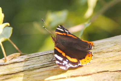Close-up of butterfly perching on leaf
