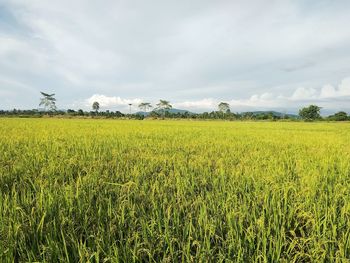 Scenic view of agricultural field against sky