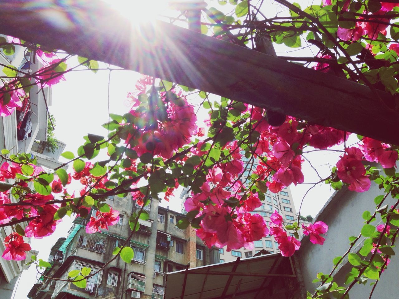 flower, freshness, growth, pink color, built structure, low angle view, building exterior, architecture, fragility, sunlight, tree, plant, nature, beauty in nature, branch, blossom, sunbeam, in bloom, petal, day