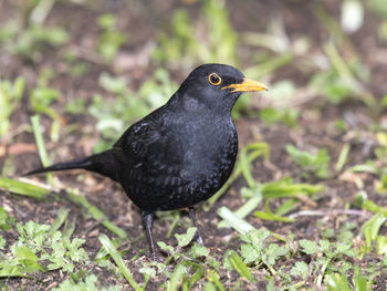 Close-up of bird perching on a field