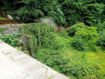 High angle view of green plants in lake